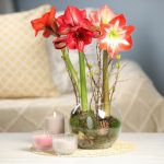 Kako da vam amarilis cveta i tokom zime? 5 koraka do raskošnih cvetova koji će tokom celog januara krastiti vaš dom