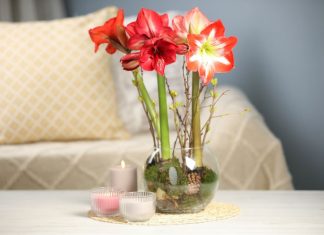 Kako da vam amarilis cveta i tokom zime? 5 koraka do raskošnih cvetova koji će tokom celog januara krastiti vaš dom