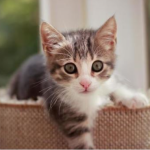 NEPOZNATA MAČKA VAM SE POJAVILA NA KUĆNOM PRAGU? INDIJSKO VJEROVANJE UPOZORAVA: “U toj kući će uskoro biti…”