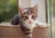 NEPOZNATA MAČKA VAM SE POJAVILA NA KUĆNOM PRAGU? INDIJSKO VJEROVANJE UPOZORAVA: “U toj kući će uskoro biti…”