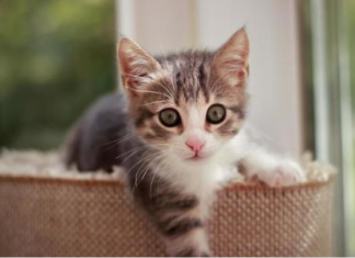 NEPOZNATA MAČKA VAM SE POJAVILA NA KUĆNOM PRAGU? INDIJSKO VJEROVANJE UPOZORAVA: “U toj kući će uskoro biti…”